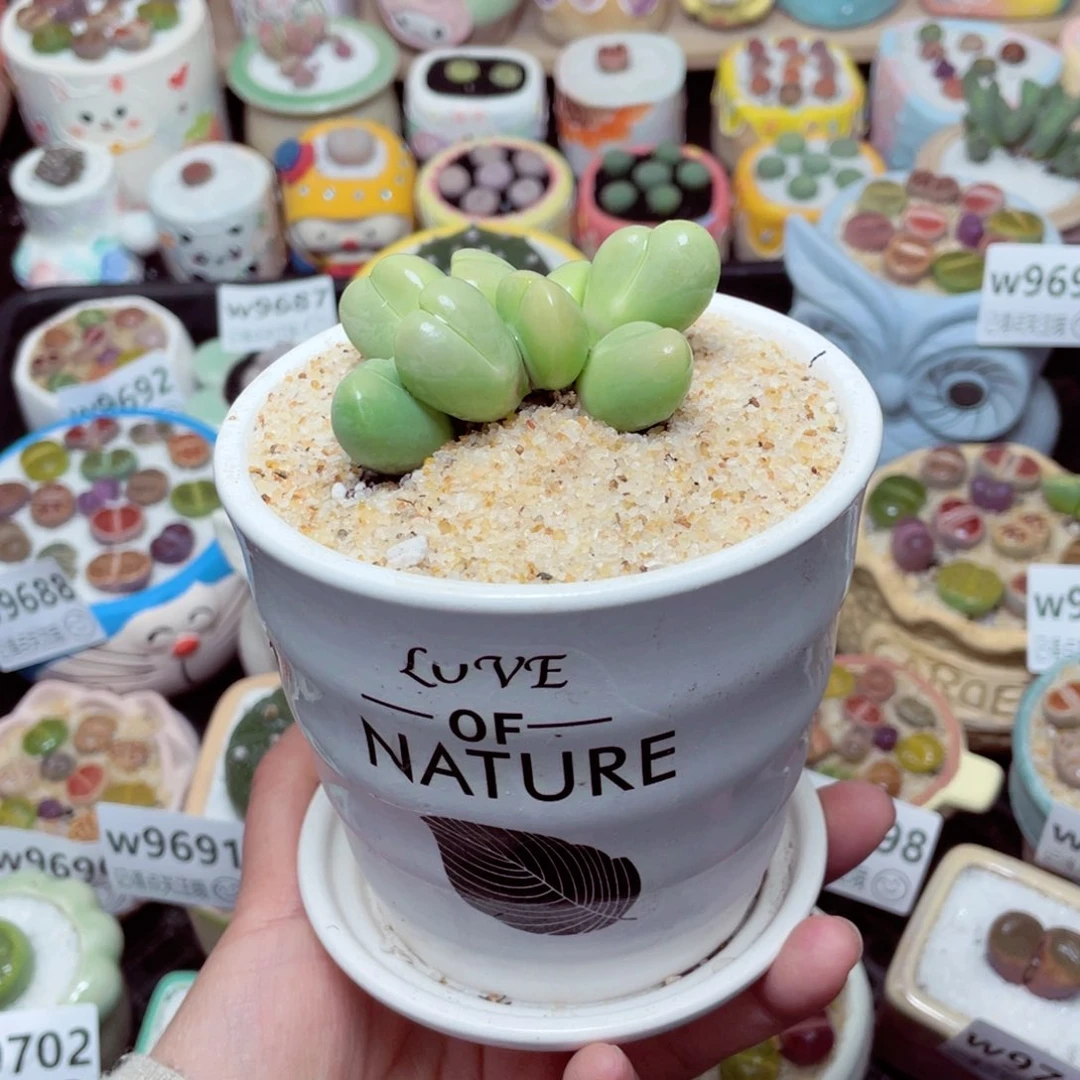 w9705 -零下地区拍保温箱-15支持寄养