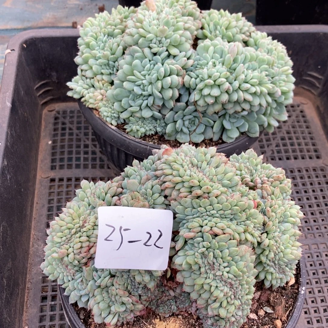 25-22白胖子缀随机