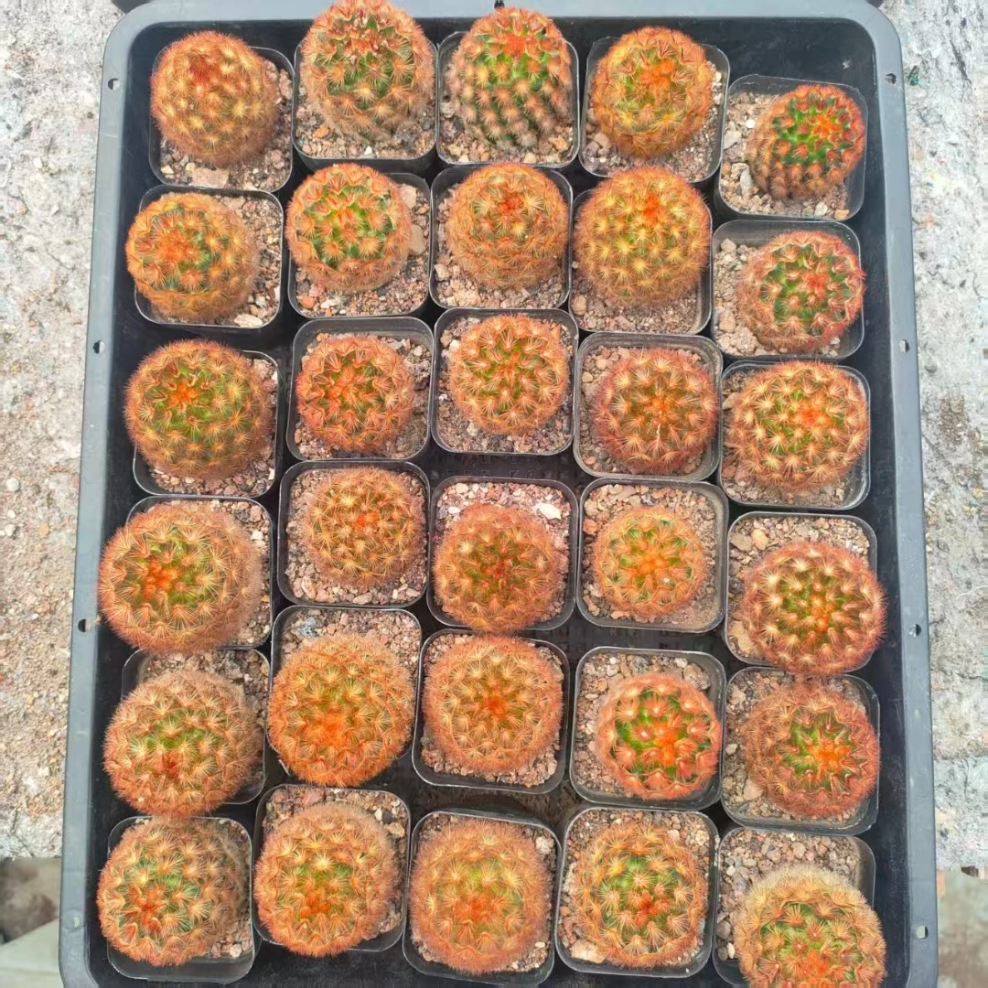 实生红刺嘉文（默认脱土）量拍，五公分盆口，完美主义者慎拍