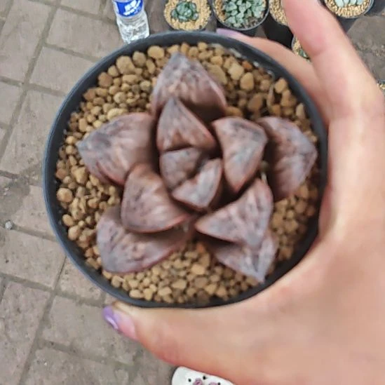 印加玫瑰一颗多肉植物
