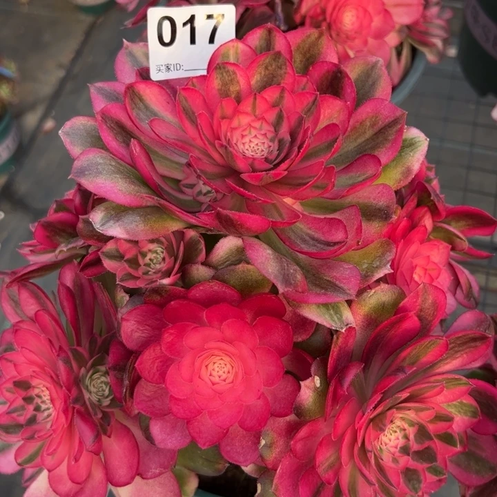 017荔枝20厘米左右