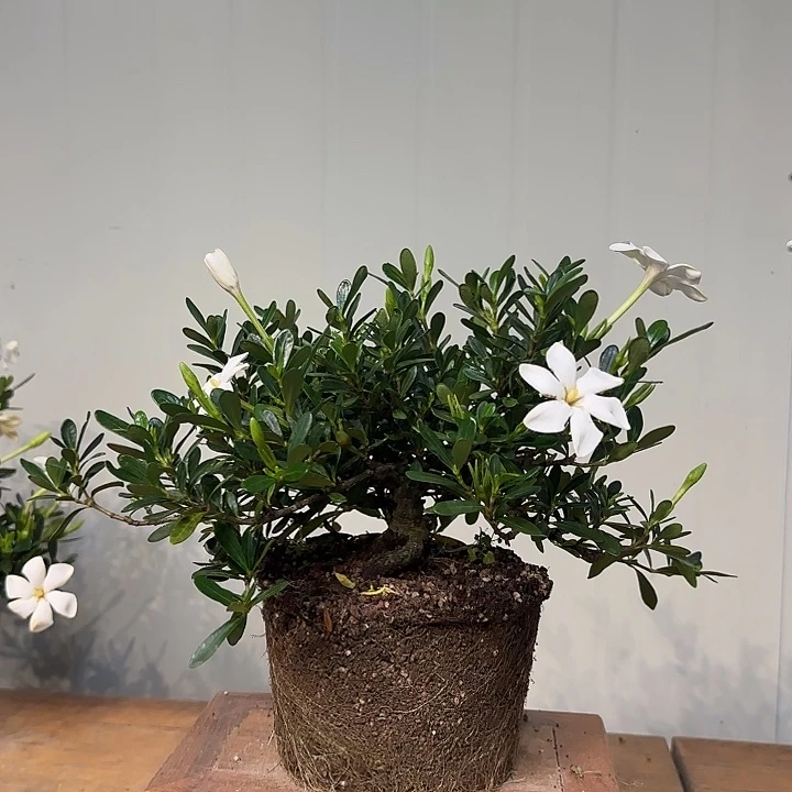 用***7无花朵腊玉栀子花