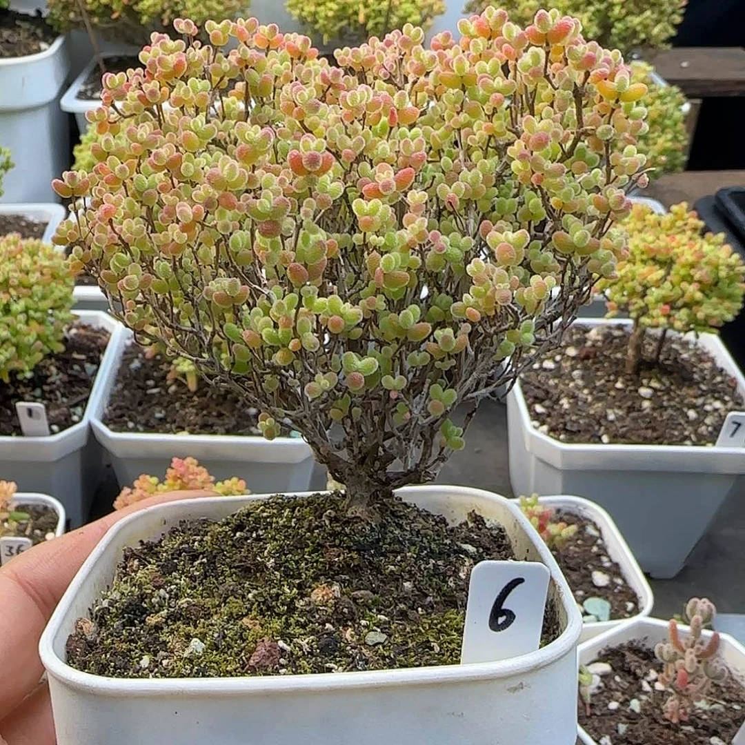 蜜橘糖球一物一拍