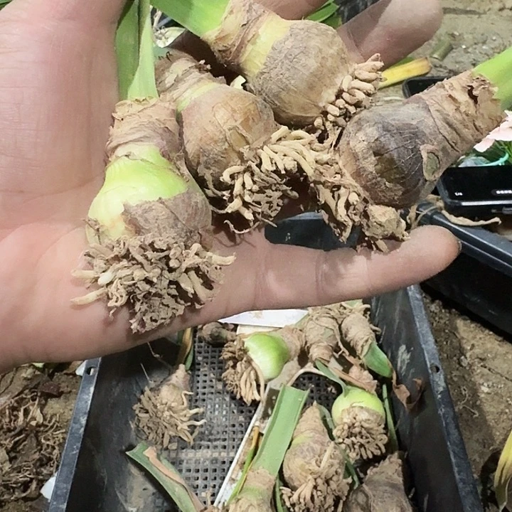 以色列彩虹朱顶红一棵3+