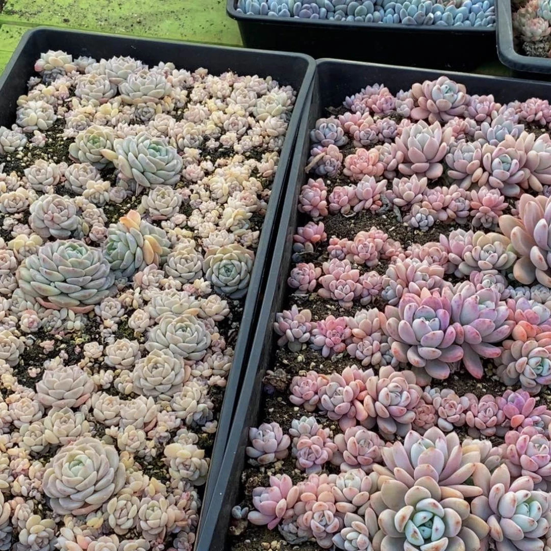 111多肉植物保护研究所所长