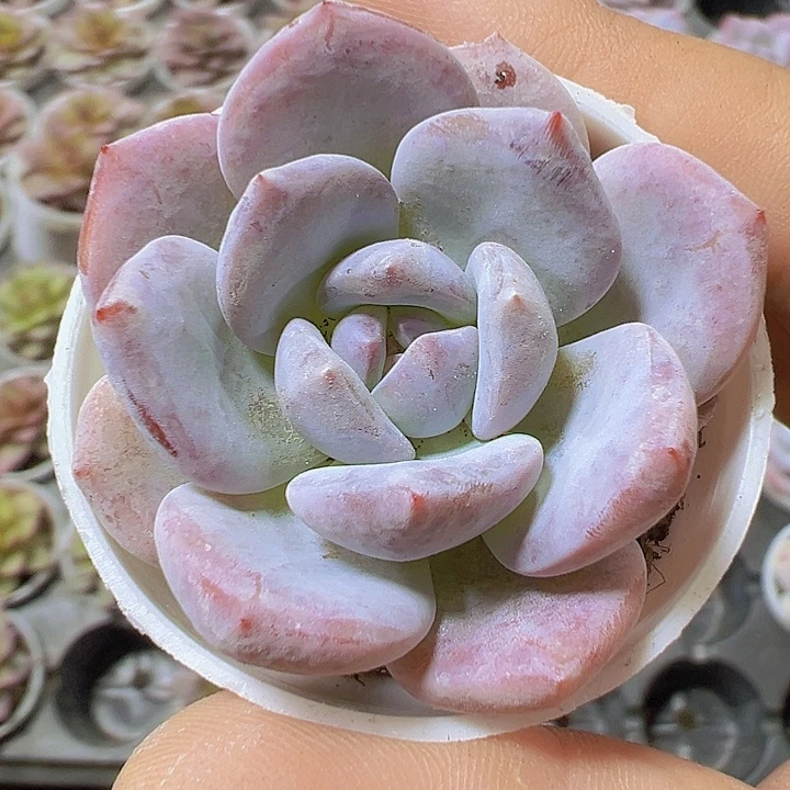雪茶5厘米盆19包邮