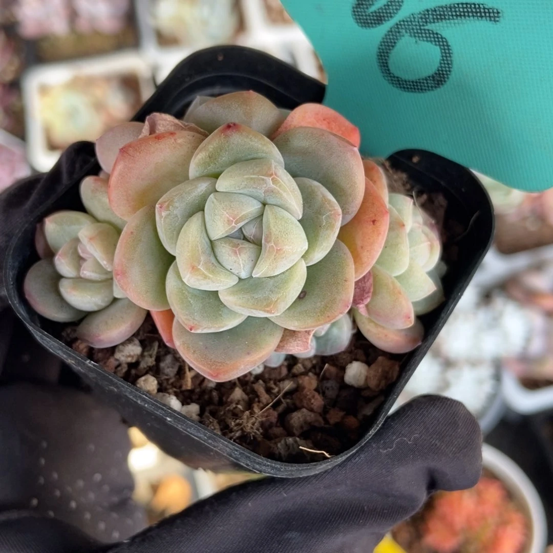 506冰玉五头多肉植物保护