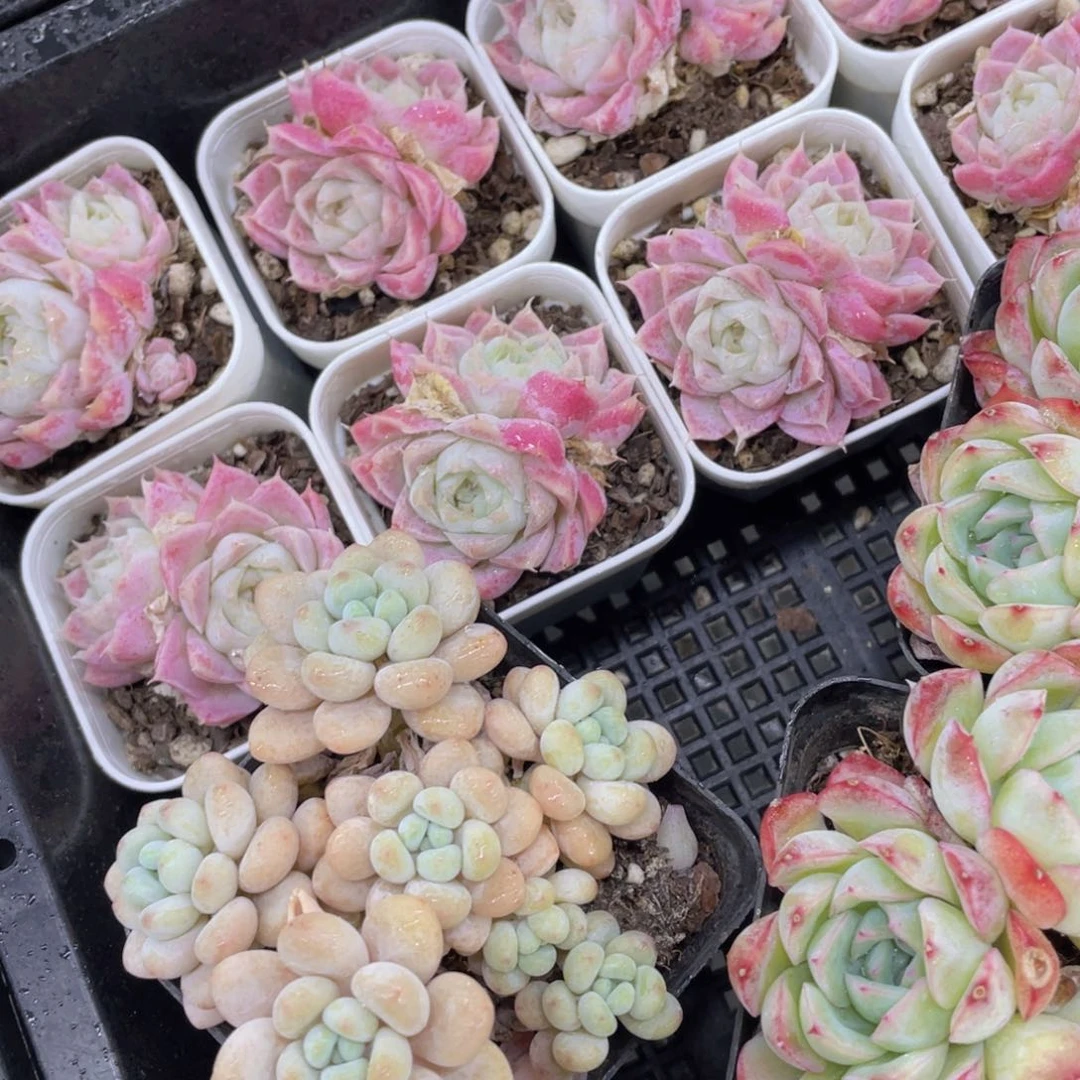 202号 全状态奶油蜜桃女王双头起一个