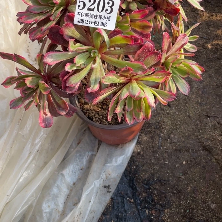 203号粉黛多肉植物