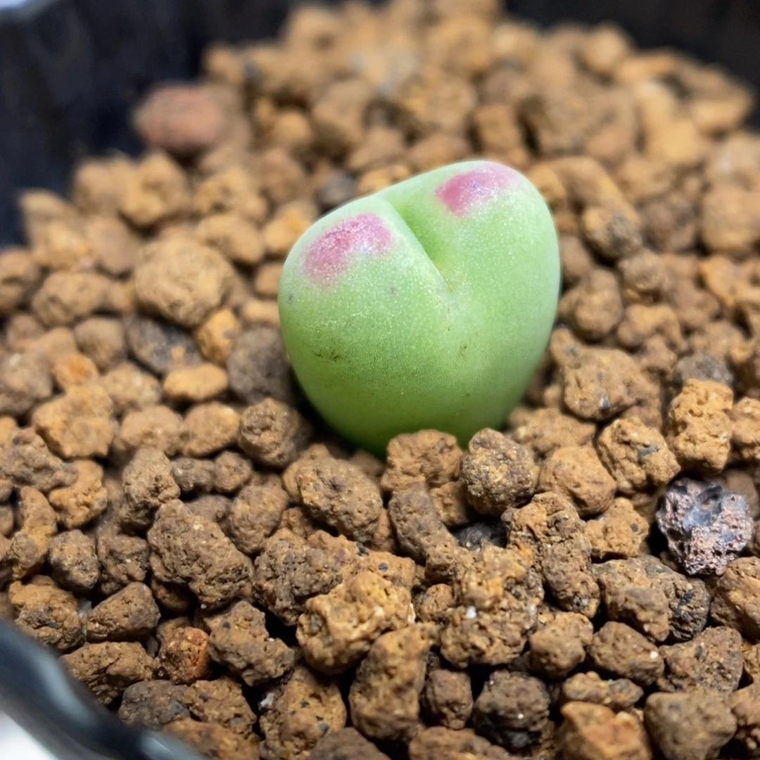 多肉植物肉锥杂交K-671