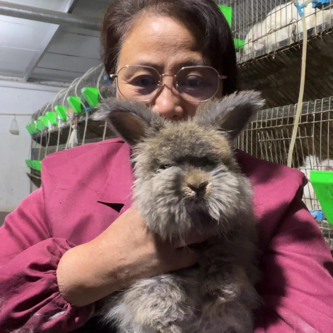 宠物兔英系安哥拉兔