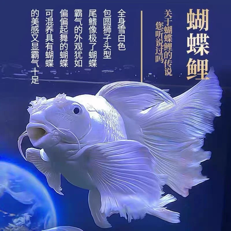 11-13公分狮子头蝴蝶鲤赛级纯种白球白短体观赏鱼小缸养淡水精品