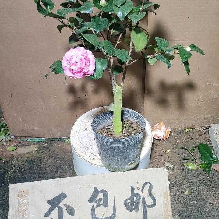 104宽彩带，原盆原土发货，不包邮