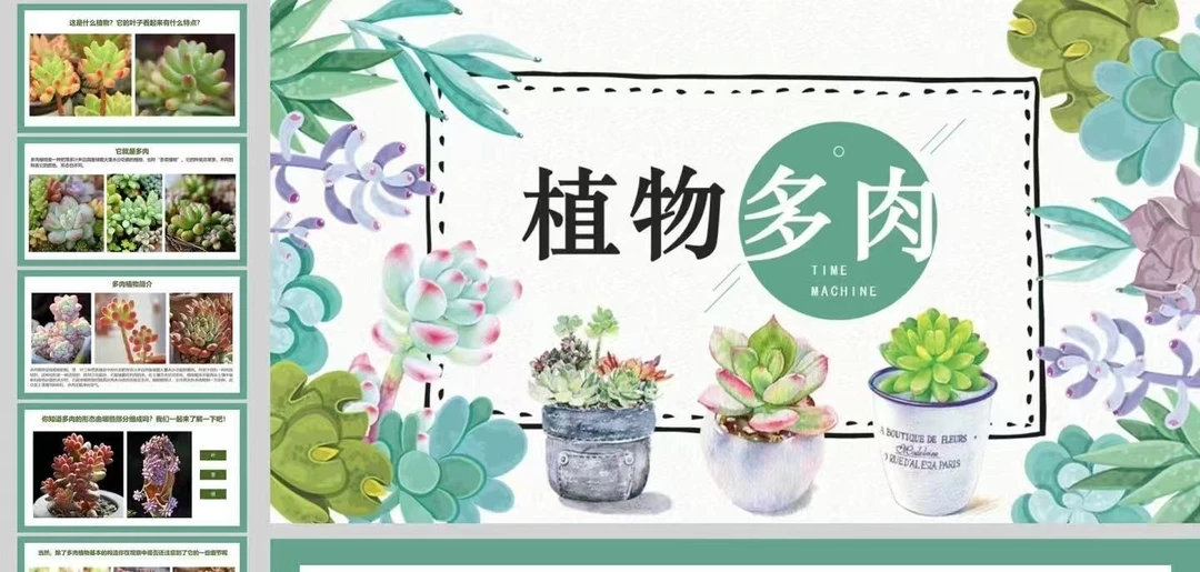 精品多肉植物 组合（淡雪＋紫乐）