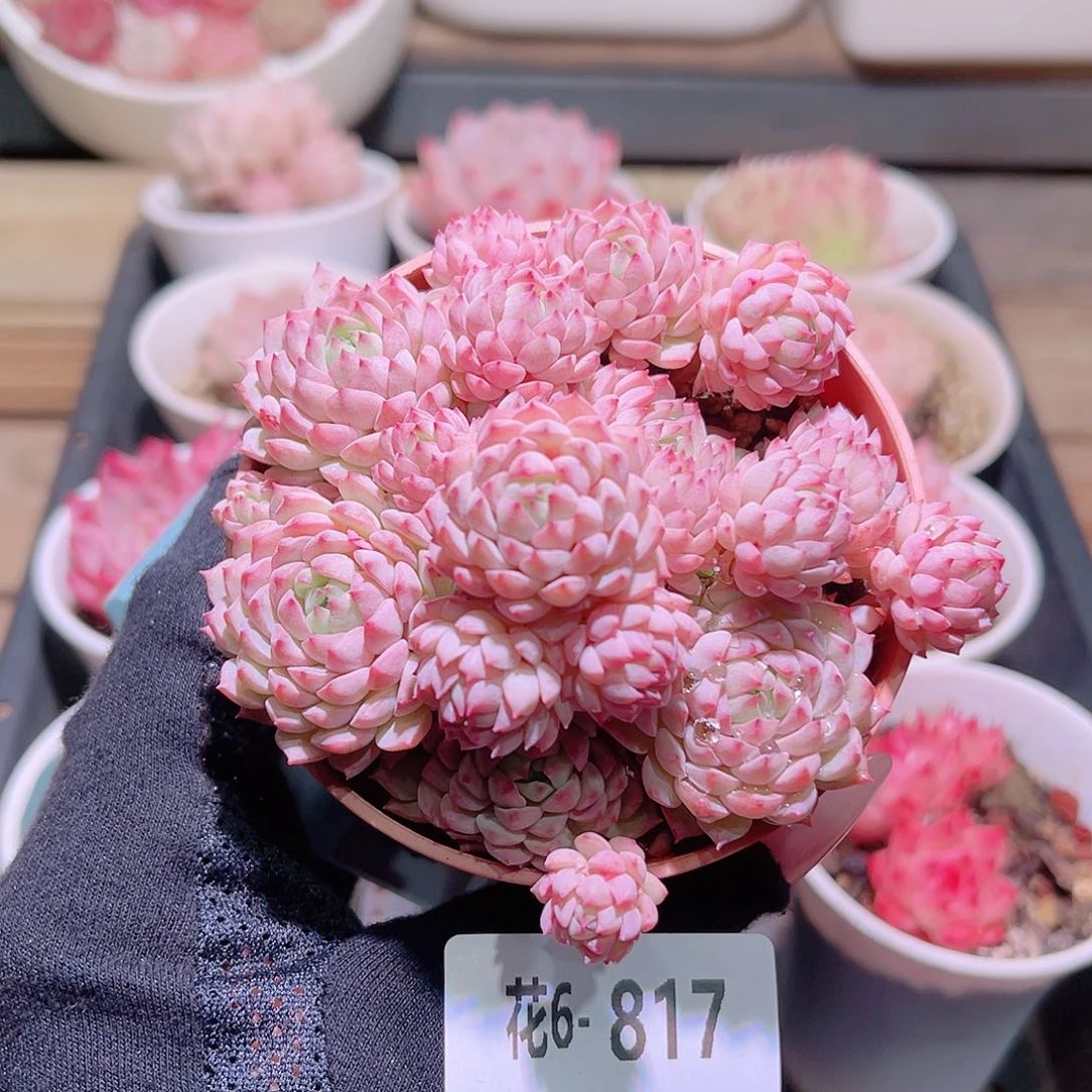 花利美6-817小粉莓群