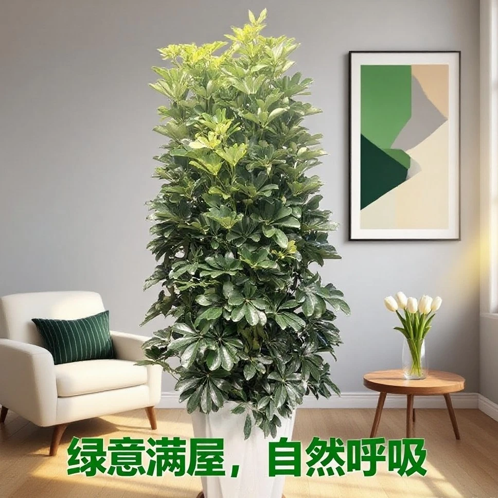 鸭脚木客厅大盆栽八方来财鸭掌木花卉办公室内大型七叶莲发财树