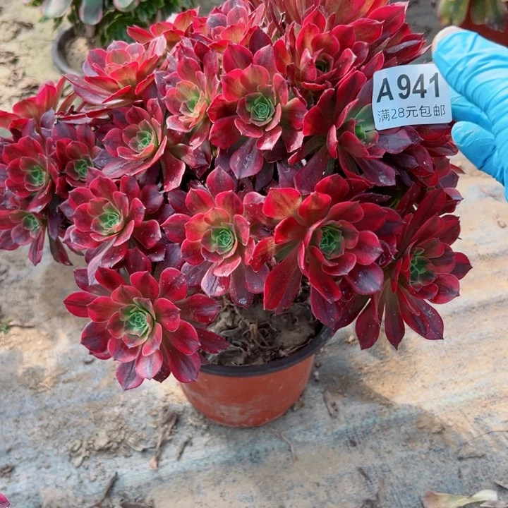 941安娜多肉植物