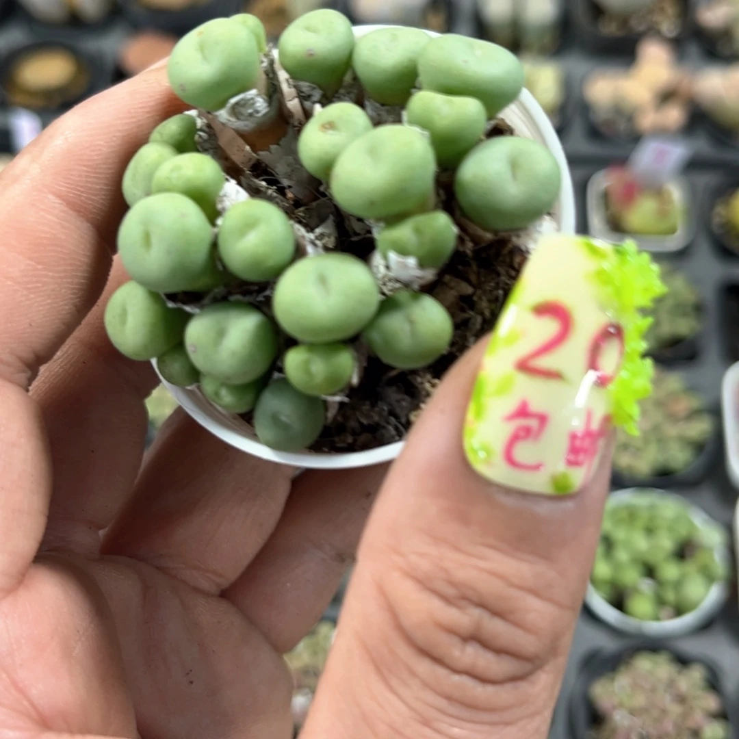 大最嘴群生有根发货有根