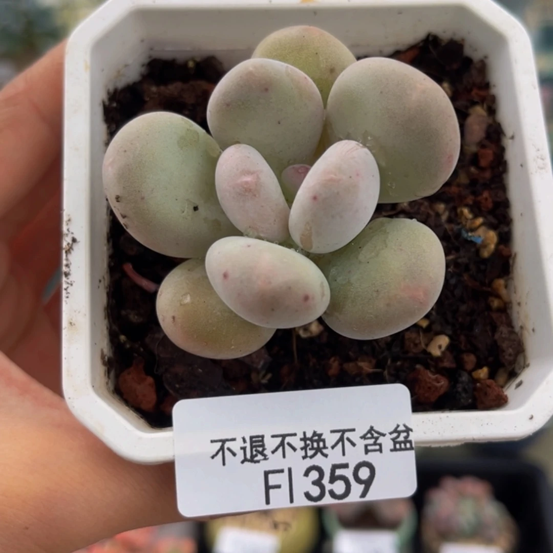 358-蛋黄奶多肉4cm