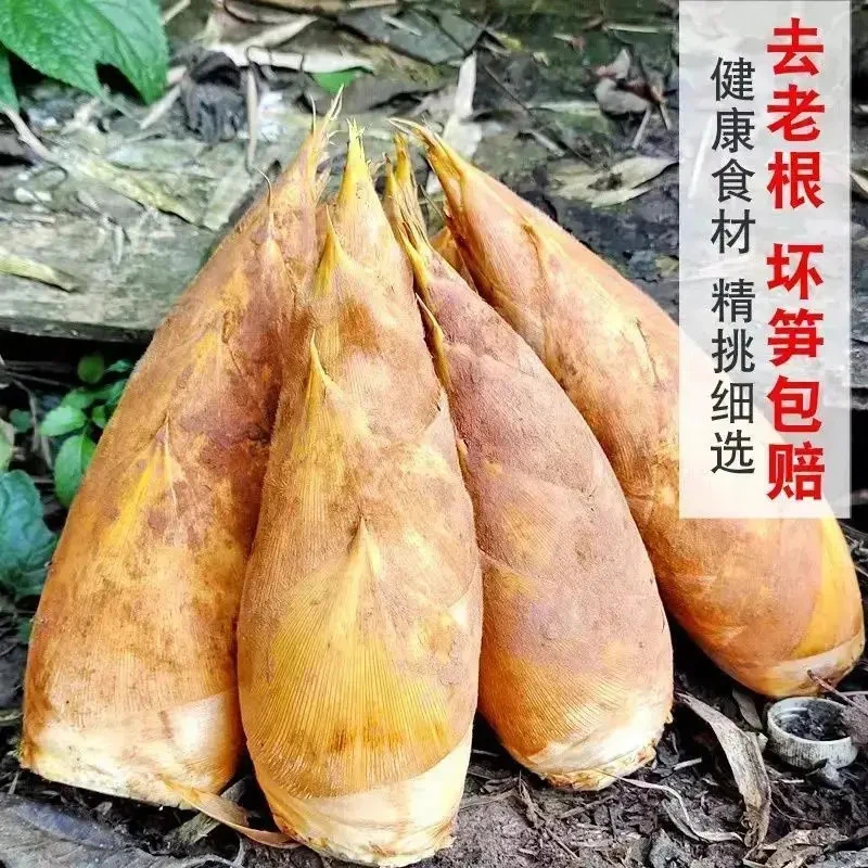 【精品中号冬笋】自家竹林基地新鲜冬笋直发 拒绝供应链卖收购冬笋