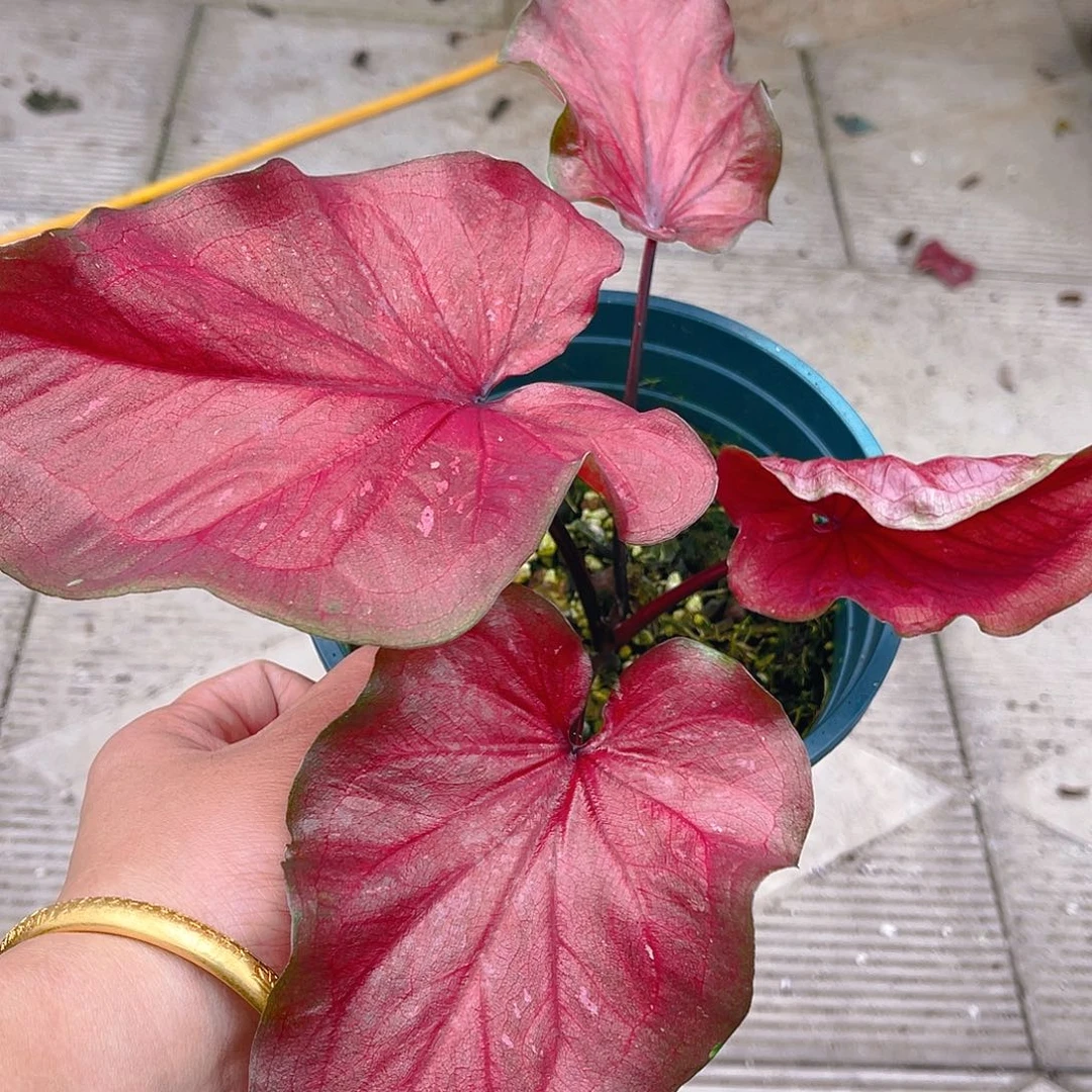 完全开放泰彩一物一拍2930