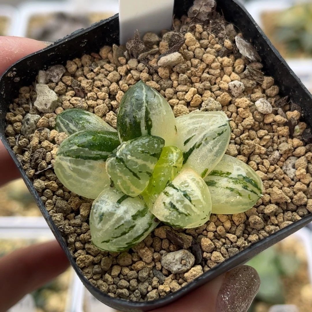 6玉潭寿锦十二卷多肉