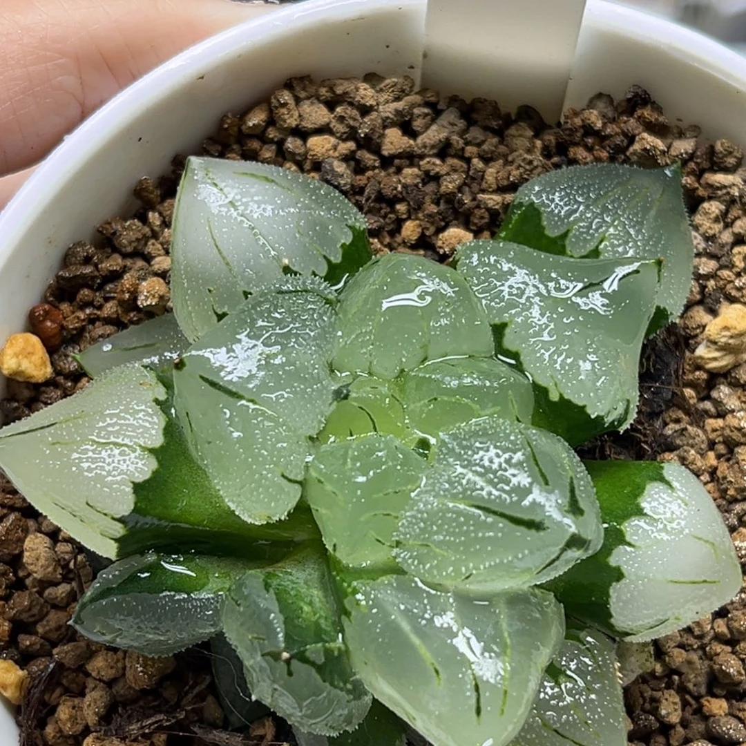 107初代冰鸾玉带仔福利专场