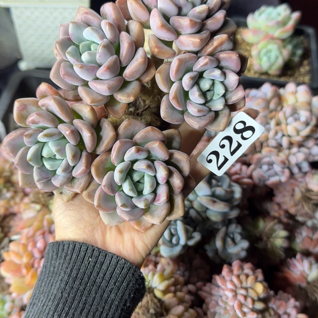 花斑露一物一拍228