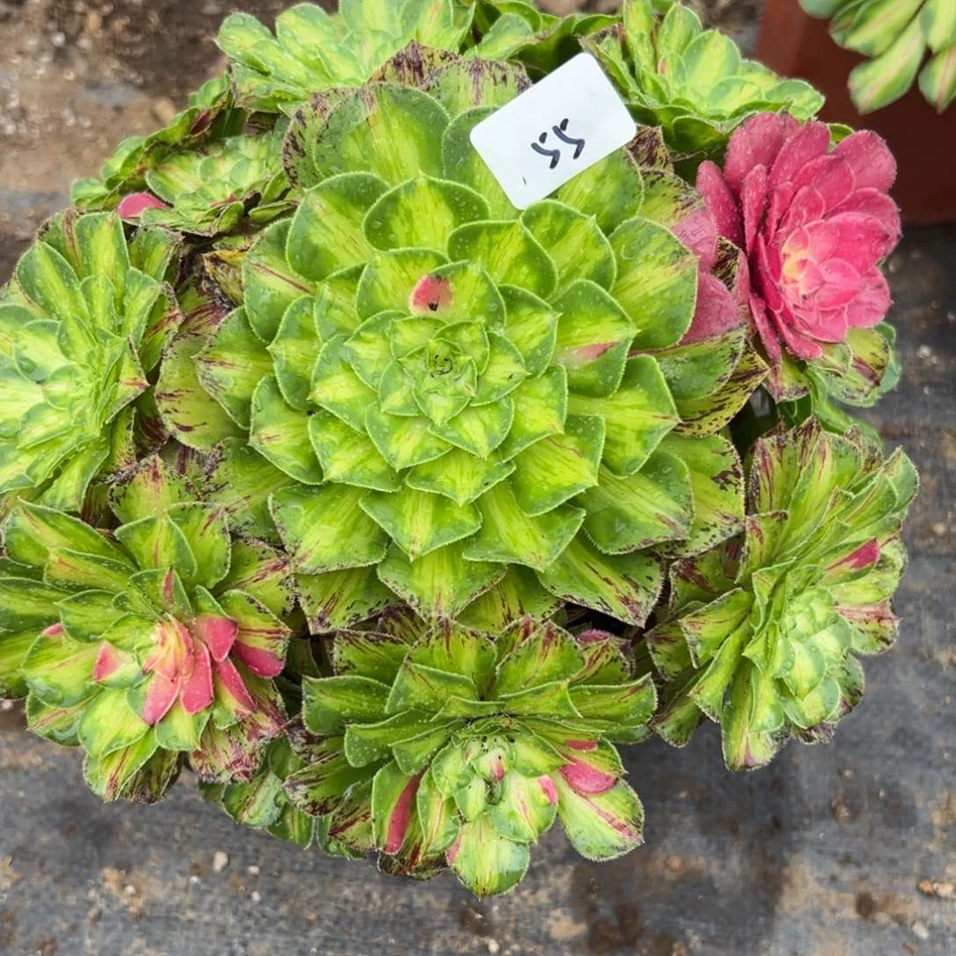 阿*55知否多肉植物系