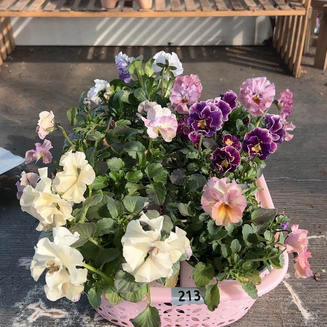 【闪购商品】213号