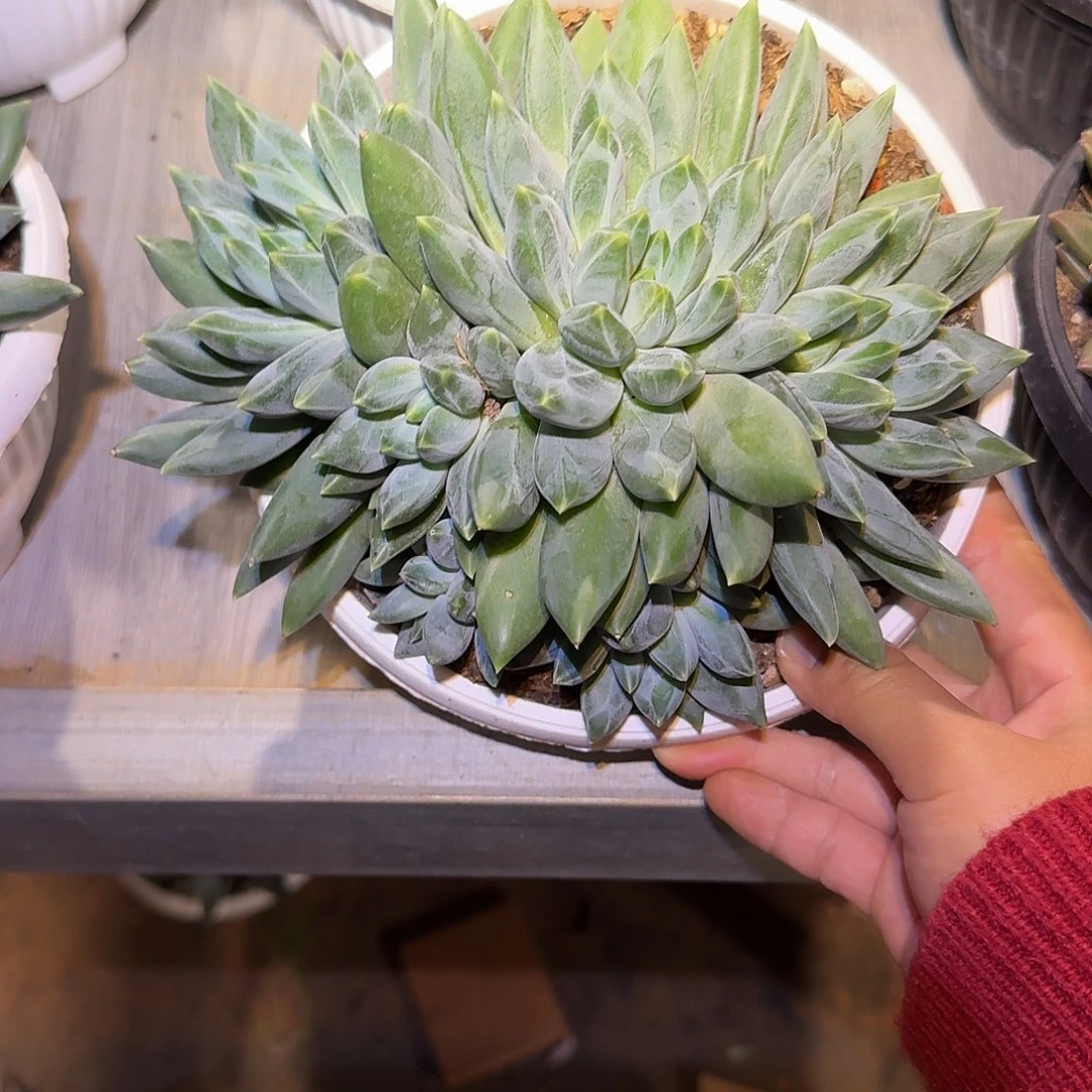 重楼整无砍群生老桩