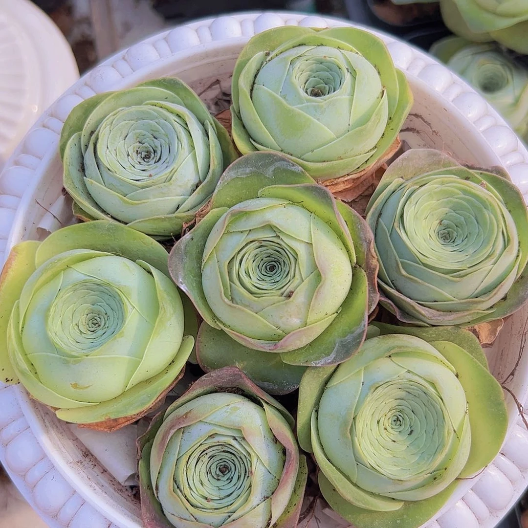 寿桃玫瑰7颗带盆带土