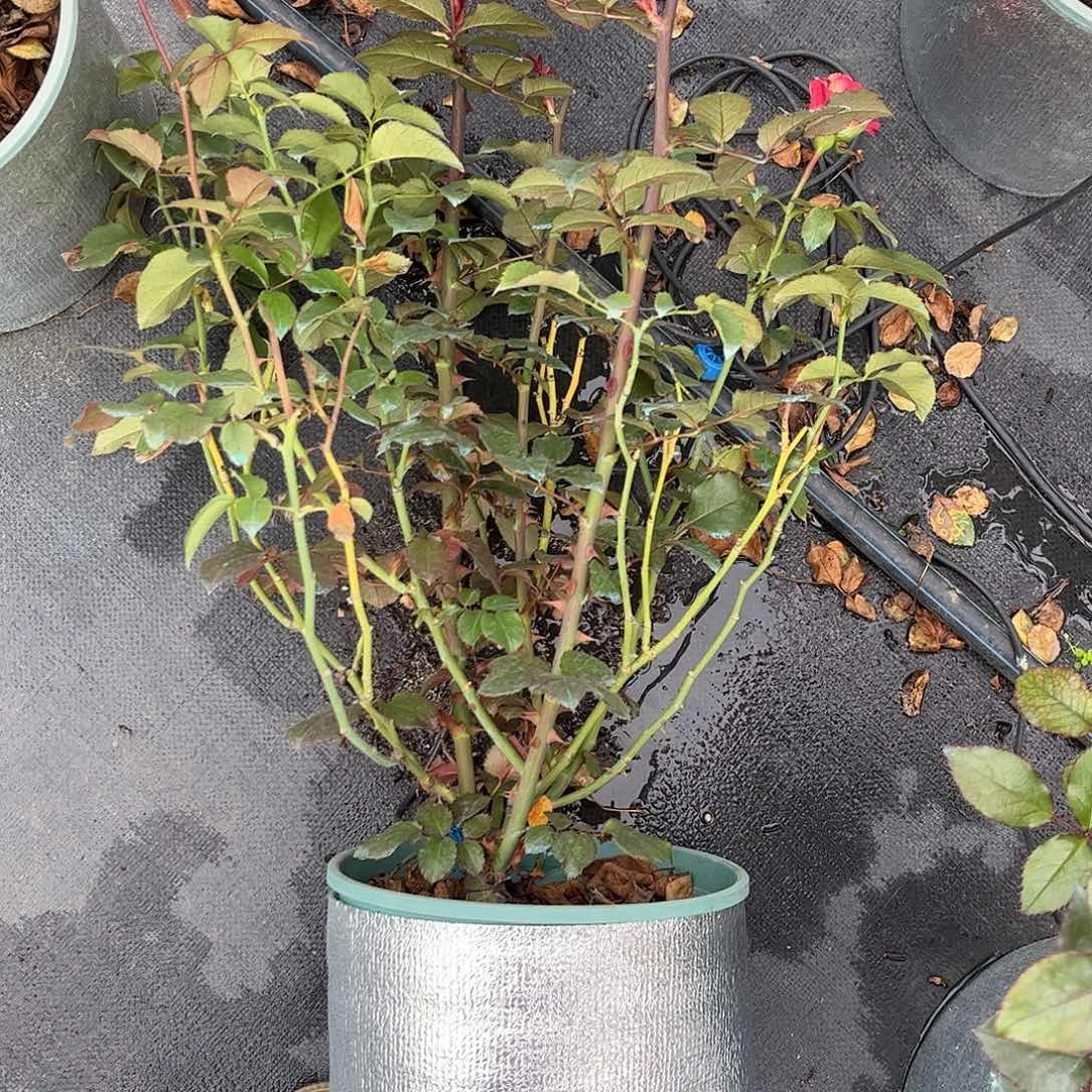 无花朵闪电1.8加仑