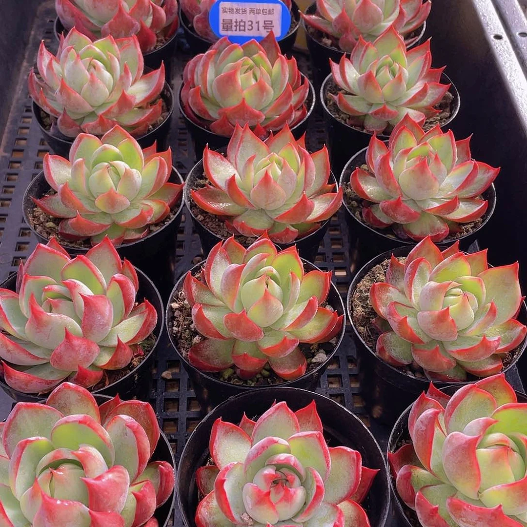 量拍31号 惊鸿仙子单头一个