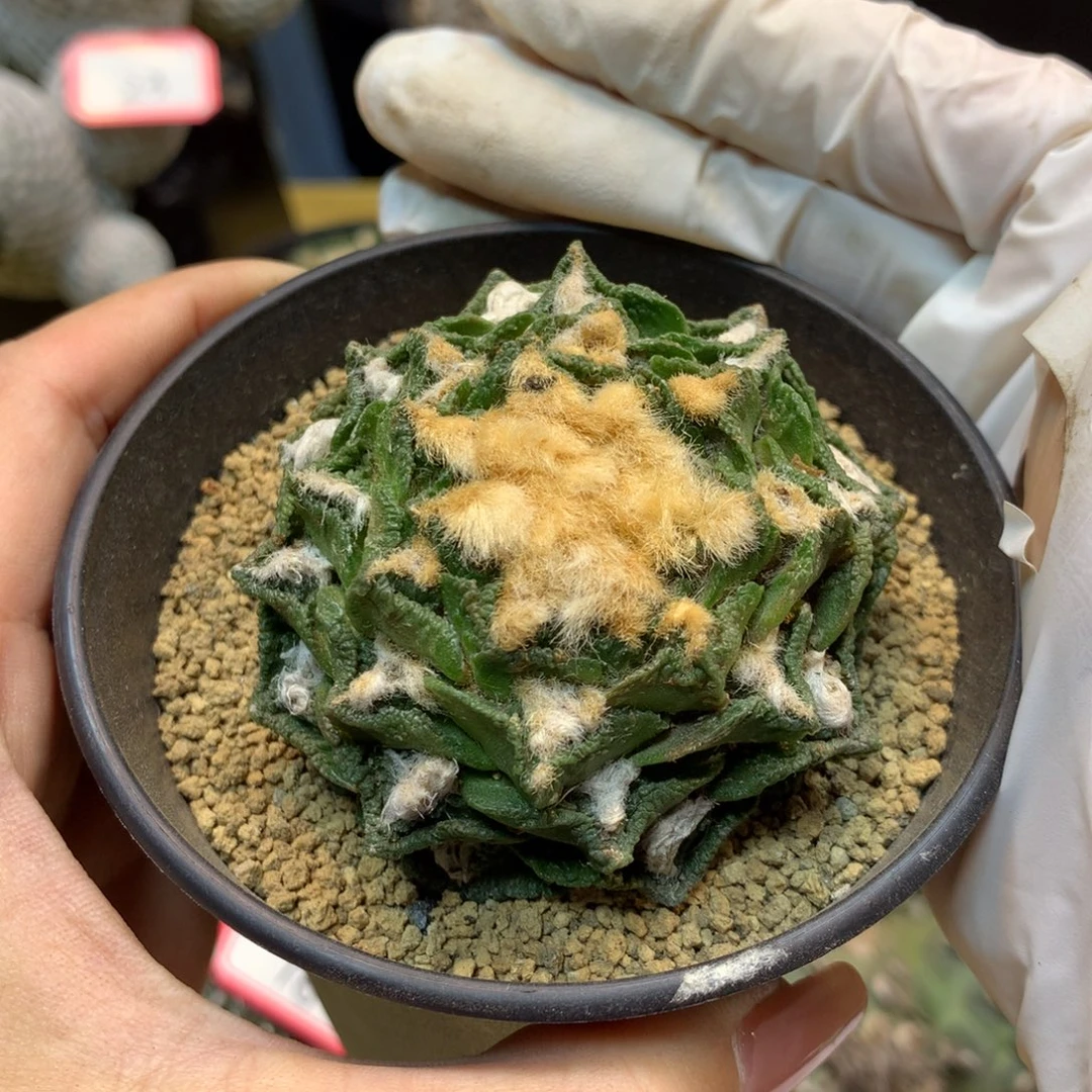 29号  自根新顿岩牡丹6公分带盆土发货