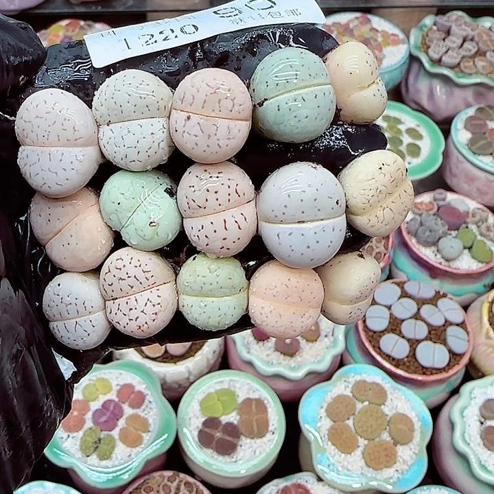 生石花满18包邮1220-90