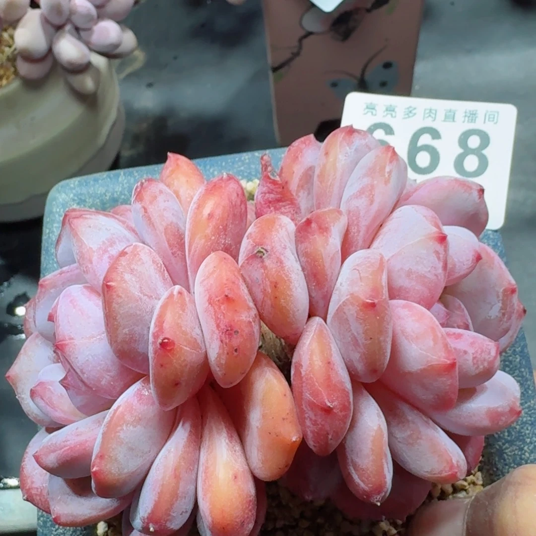 雪之魄      愿你一路坦途，乘风破浪展宏图