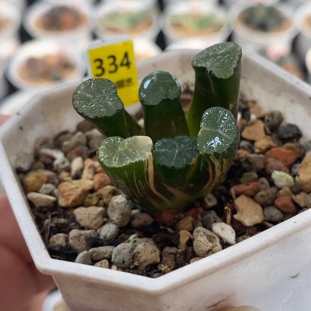 334白妙万象锦一物一图