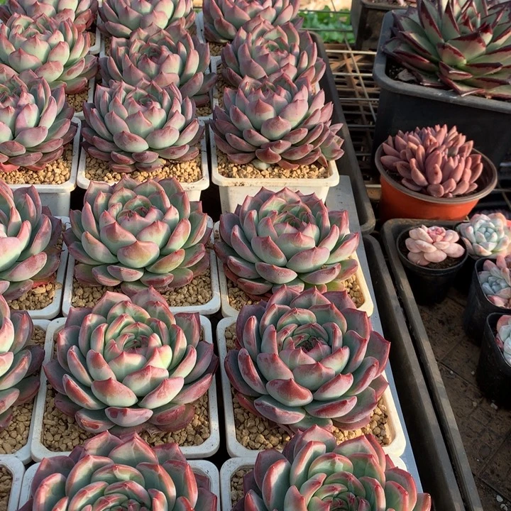 红鸾多肉植物12.88两单包邮