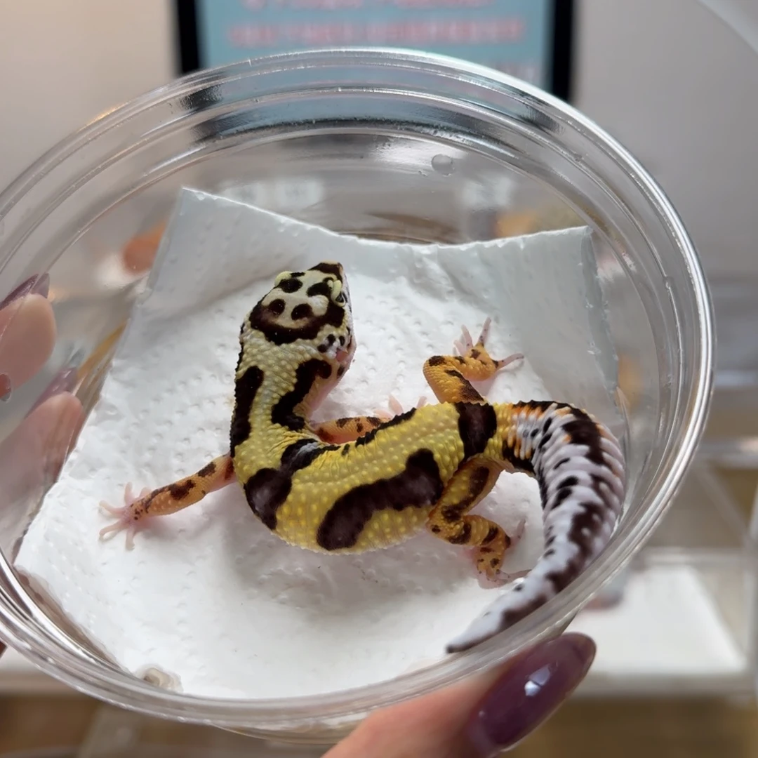 豹纹守宫土匪弟弟