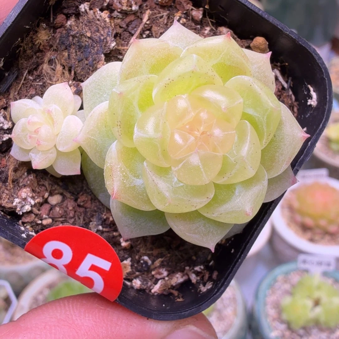 85财富8888一物一拍