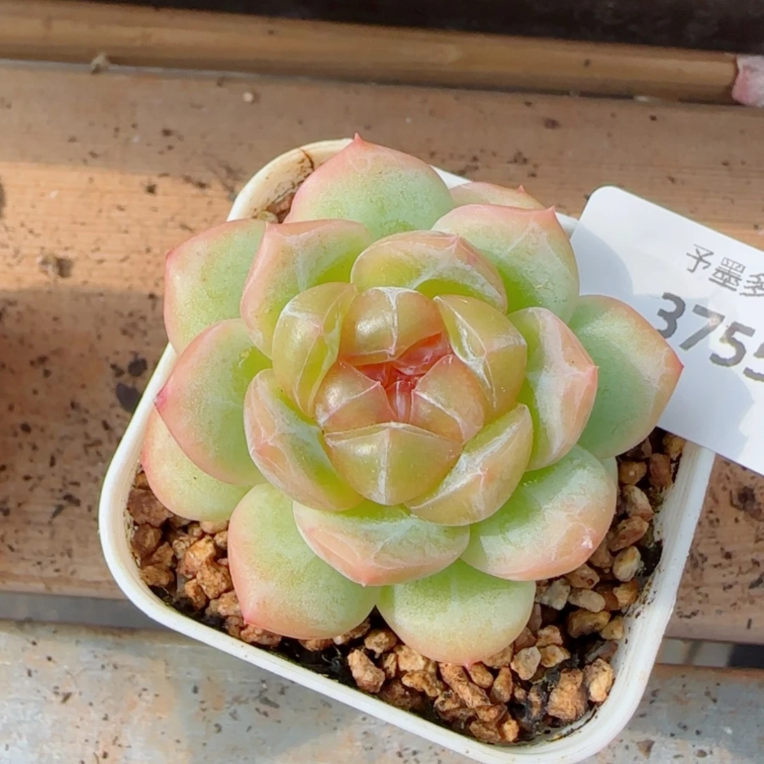 栀子花，3755多肉植物