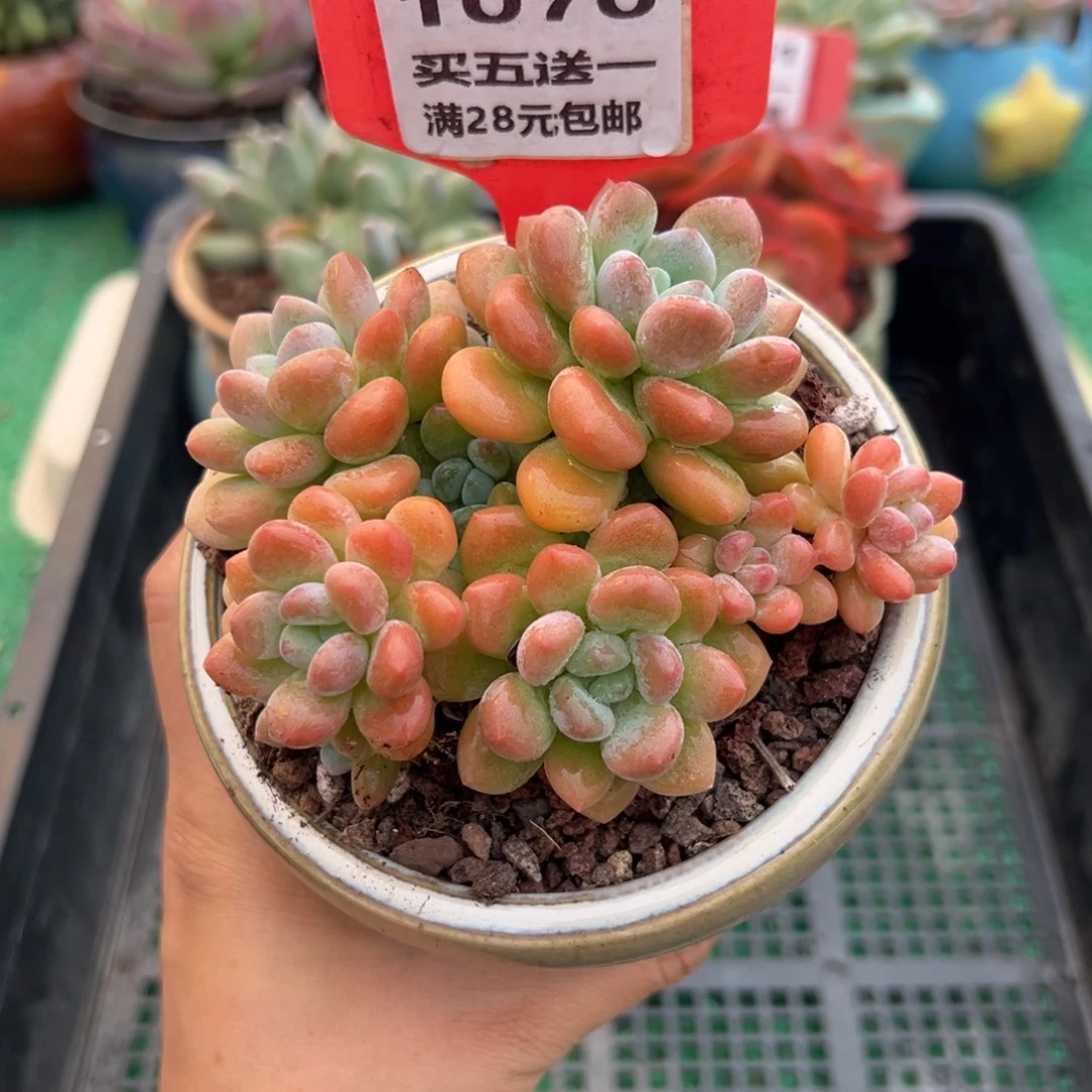表妹精品多肉植物1070.
