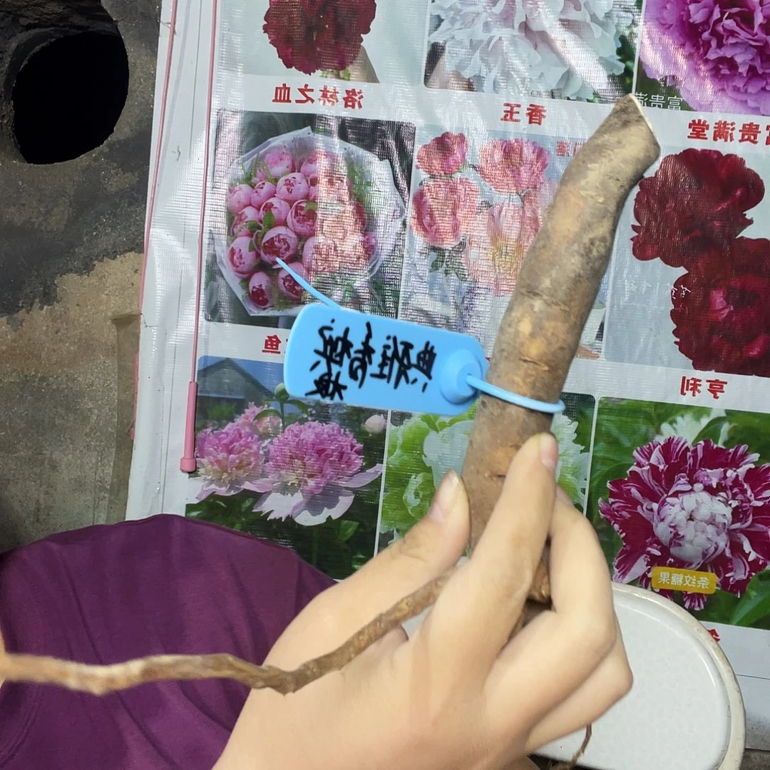 无花朵典雅根12345678