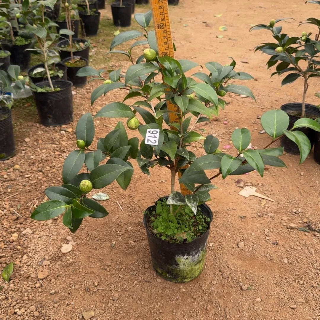 少量花朵（建议范围：2朵-5朵 或40%以下）912志愿者