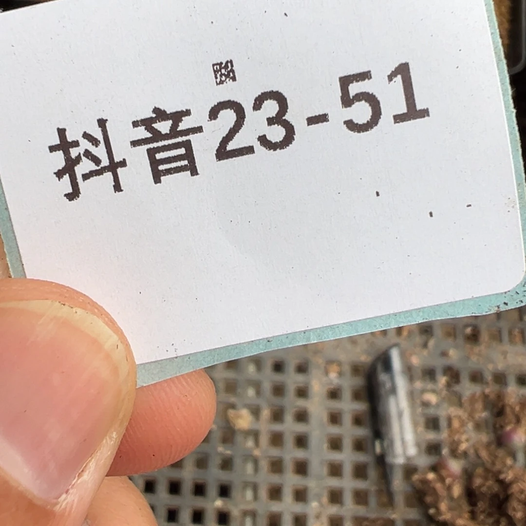 十**i23-51肉锥多肉植物，
