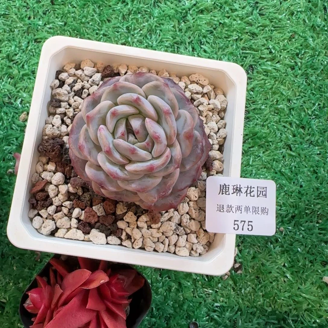 小**.闪购精品多肉575号