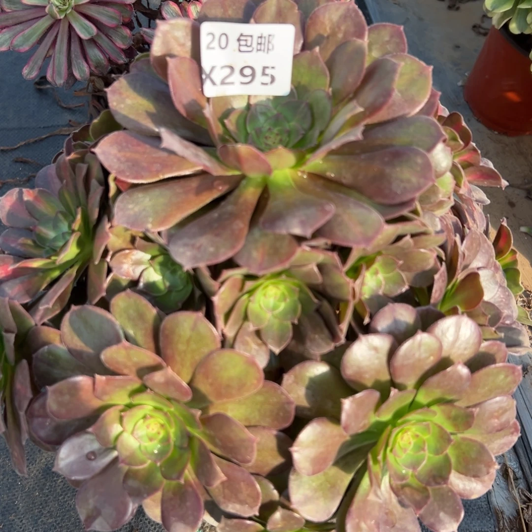 295红茶，满20包邮嘟叮熊