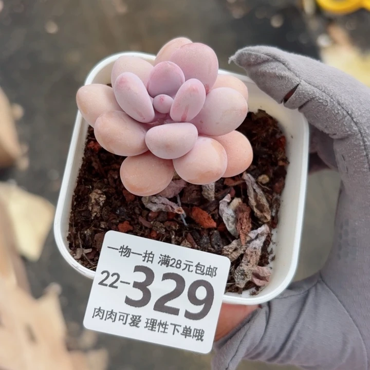 桃蛋无盆土发货无盆土