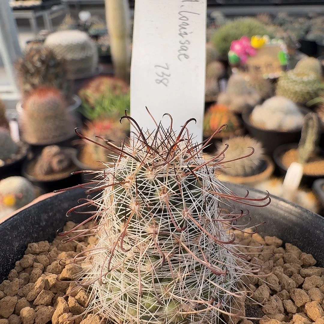 实生乳突脱土发货